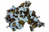 Polished Pallasite Meteorite ( g) Slice - NWA #303832-1
